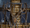 whitetail deer replica